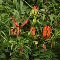 Gloriosa superba L.